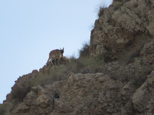 Solerantonio2 en Hamelin: Fauna  (Níjar), Cabra