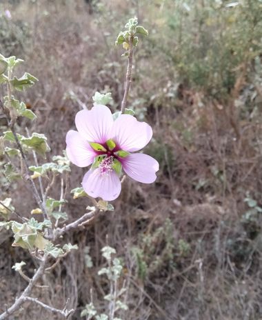 Solerantonio2 en Hamelin: Flora  (Níjar), Malva subovata, Planta