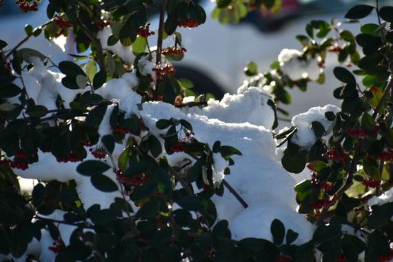 Belenhernandezg en Hamelin: Flora, #invierno20
