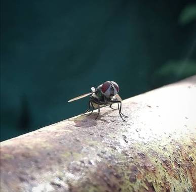VickyOnTheRocks en Hamelin: Fauna  (Liria), #moscaverde #metalica #myfriends #insectos #moscas #mijardin #sweethome