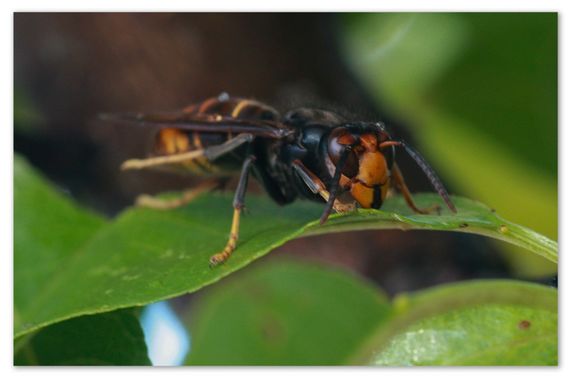 barbanegra707 en Hamelin: Fauna  (Esplugues de Llobregat), Vespa velutina Lepeletier, 1836, #avispaasiatica 