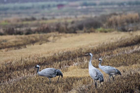 Info en Hamelin: Fauna, Grullas en Navalvillar de la Pela