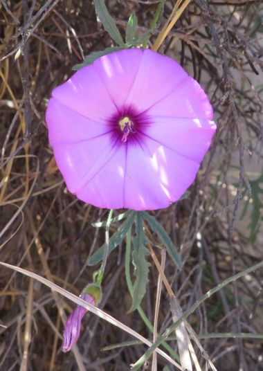 Solerantonio2 en Hamelin: Flora  (Níjar), Convolvulus althaeoides, Planta