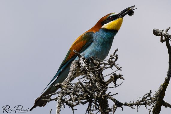 Rubén Pascual Fotógrafo en Hamelin: Fauna  (Villafáfila), Merops apiaster Linnaeus, 1758, Hora de comer