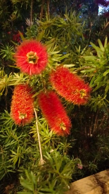 Solerantonio2 en Hamelin: Flora  (Avenida del Mediterráneo), Planta