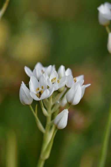 Juanatlantida82 en Hamelin: Flora, Allium subhirsutum, Flor