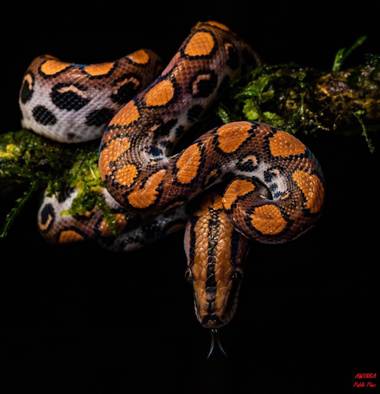 Pabloalbertopaez en Hamelin: Fauna  (Archidona), #Boaarcoiris