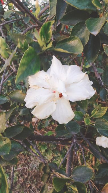 Solerantonio2 en Hamelin: Flora  (Almería), Hibiscus rosa-sinensis, Planta