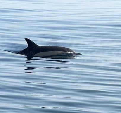 su en Hamelin: Fauna  (Costa del Sol Occidental), #mamiferos #delfin 