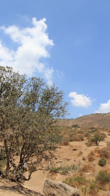 XxPrOzMeNxX en Hamelin: Paisaje, #sky  #arbol #arbustos #azul #baum #blau #bluesky #blue #busch #cielo #clouds #grün #green #himmel #land #naranja #nubes ...