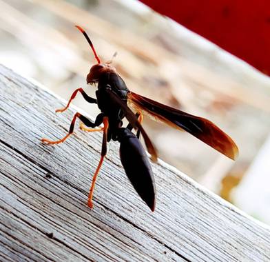 Bian en Hamelin: Fauna  (Apía), #FAUNA #FOTOGRAFIA #NATURALEZA 
