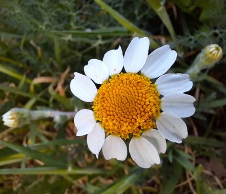 Naomi en Hamelin: Flora  (Barcelona), Anacyclus clavatus, #flor 