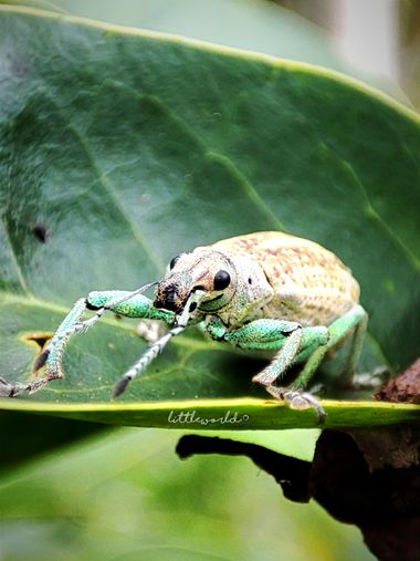 littleworld28 en Hamelin: Fauna  (Medellín), 😻🕵️😻💚 #colombia #macro #bichos 