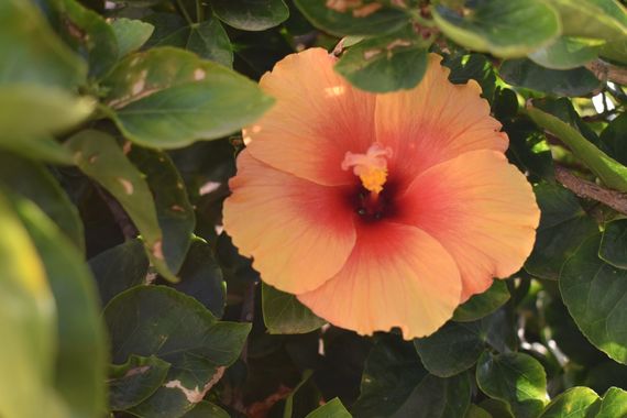 Solerantonio2 en Hamelin: Flora  (Almería), Hibiscus rosa-sinensis, Planta