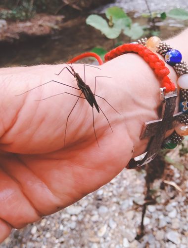 Solerantonio2 en Hamelin: Fauna  (Láujar de Andarax), Insecto
