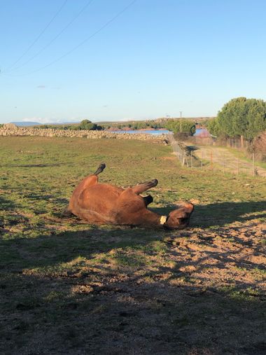 Info en Hamelin: Fauna, Revolcón en pantano Nuevo 