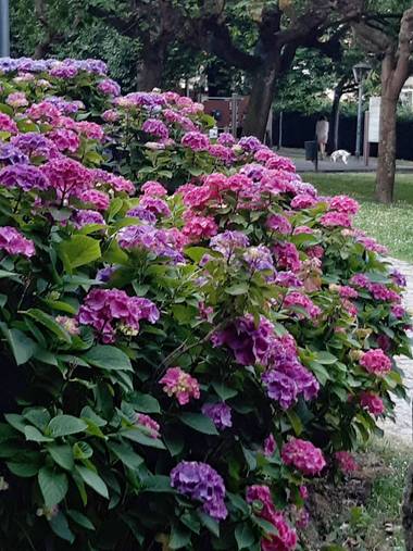 Mpinfante en Hamelin: Flora, Hydrangea macrophylla, ¡¡¡¡Explosión de color!!!!