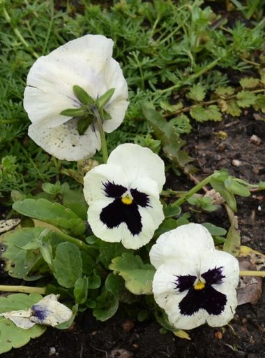 Solerantonio2 en Hamelin: Flora  (A-3050), Viola × wittrockiana, Planta
