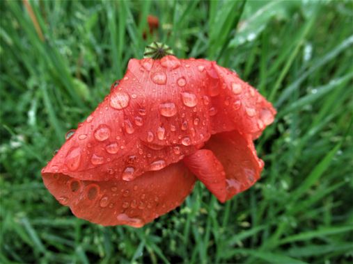 Manelsersol en Hamelin: Flora  (Olot), #flower #plants 