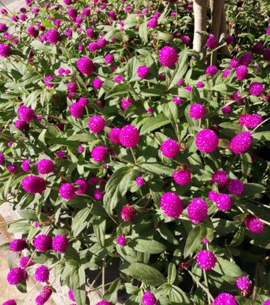 Solerantonio2 en Hamelin: Flora  (Almería), Gomphrena globosa, Planta