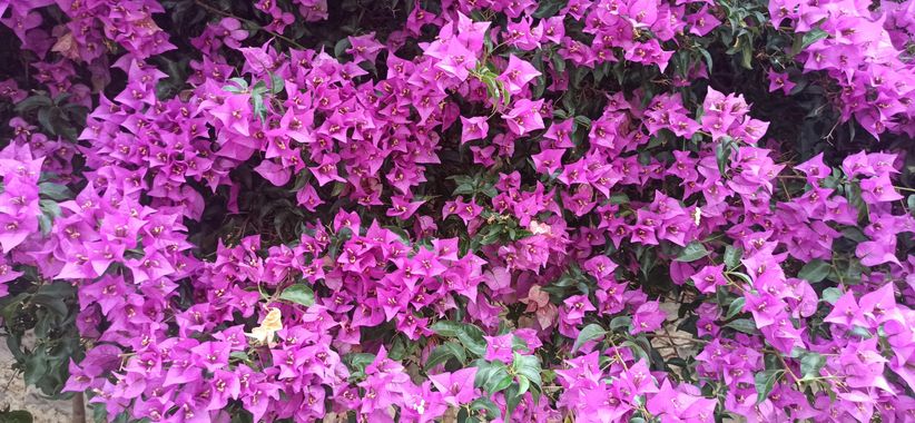 fernandezboix en Hamelin: Flora, Bougainvillea glabra