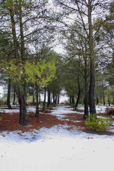 Yai_22 en Hamelin: Paisaje  (Alcoy), #invierno20 