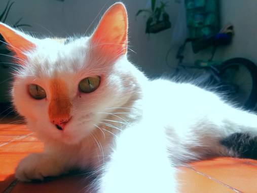 Laura.95 en Hamelin: Fauna  (Girón), Lola #hamelin 🧡🐱💛