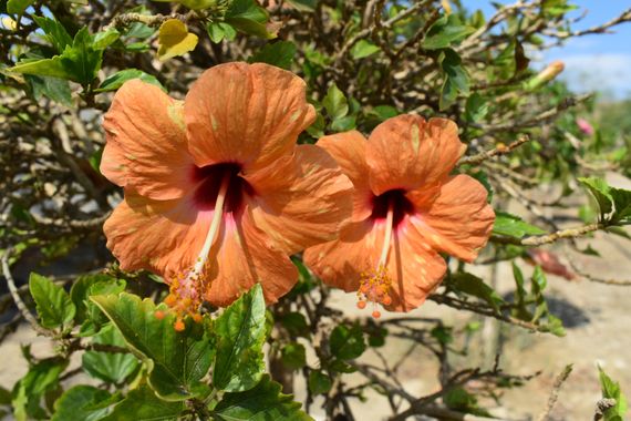 Solerantonio2 en Hamelin: Flora  (Rioja), Hibiscus rosa-sinensis, Planta