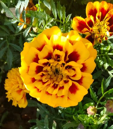 Solerantonio2 en Hamelin: Flora  (Almería), Planta