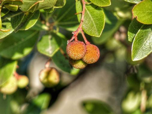 mariale en Hamelin: Flora, Arbutus unedo, 📸 #marialemdza
Provincia de Zamora, primavera 2021.
#Naturaleza #paisaje #paisajes #landscape #BellezaNatural  ...
