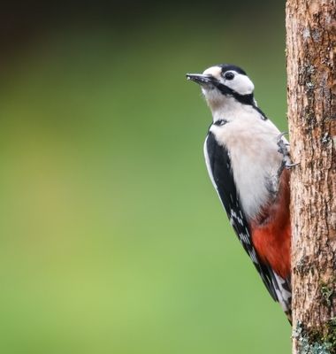 Eritz.cortazar en Hamelin: Fauna  (Bilbao), Ejemplar hembra de pico picapinos
(Dendrocopos major Linnaeus, 1758)
.
.
.
 #aves #bird #nature #naturelover #n...