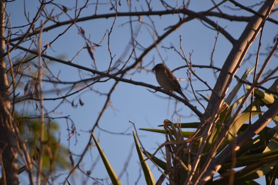 Solerantonio2 en Hamelin: Fauna  (Murcia), Gorrion