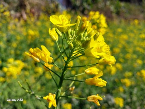 Antoniobarrozoh en Hamelin: Flora, Brassica napus, Camino a Taficillo (Tafí Viejo, Tucumán, Argentina)