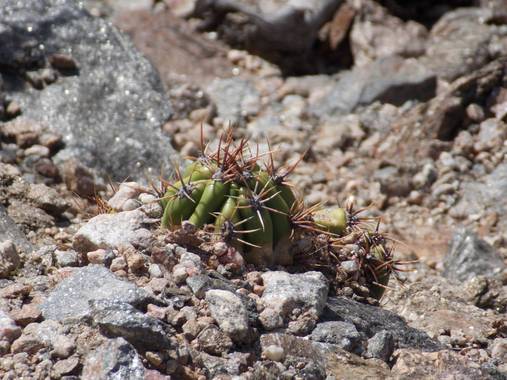 Juani✨ en Hamelin: Flora  (San Javier), #cactusargentina 