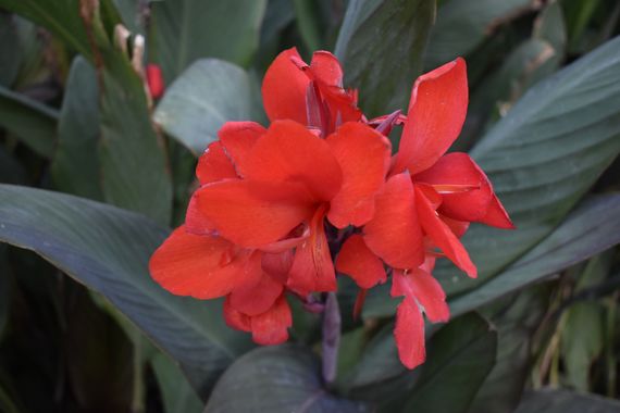 Solerantonio2 en Hamelin: Flora  (Almería), Canna × generalis, Planta