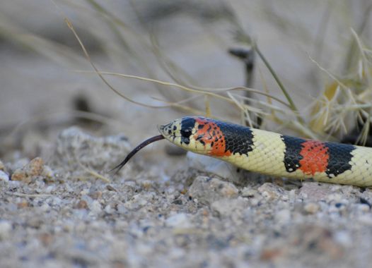 Erickb95 en Hamelin: Fauna  (Anillaco), Falsa coral picuda
#snake #reptiles 