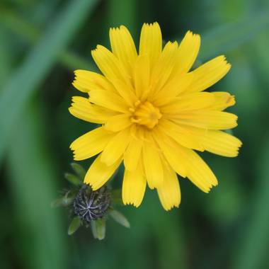 Ortizborras en Hamelin: Flora, #macrofoto20 