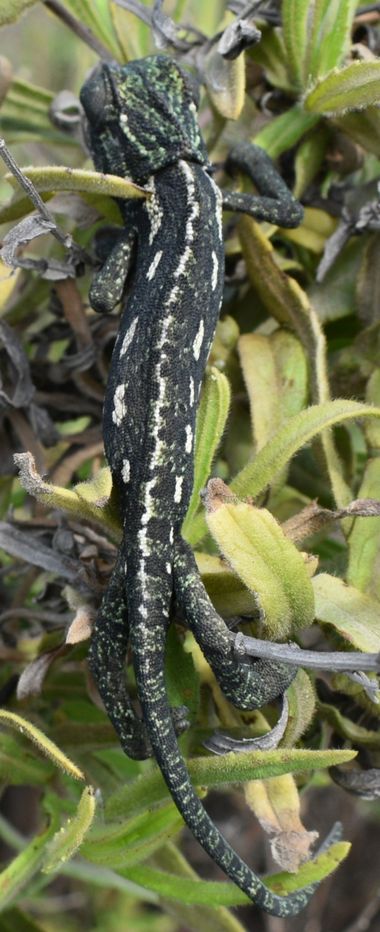 Solerantonio2 en Hamelin: Fauna  (El Pocico), Reptil