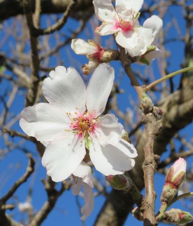 Solerantonio2 en Hamelin: Flora  (Níjar), Prunus dulcis, Planta