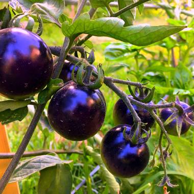miradasbiologicas en Hamelin: Flora, Tomato indigo rose
