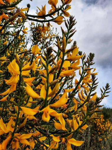 Naomi en Hamelin: Flora  (Barcelona), 🌼 #flora21 