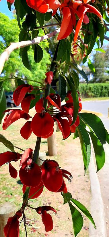 San en Hamelin: Flora  (Ciudad de Buenos Aires), Erythrina crista-galli, Ceibo (flor nacional argentina)
#flor #argentina #buenosaires #ceibo #naturaleza #...