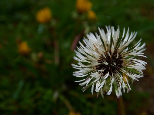 Gracia.noelia en Hamelin: Flora  (La Vall de Boí), #flors #altamuntanya #primavera2022 
