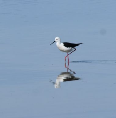 Solerantonio2 en Hamelin: Fauna  (Cabo de Gata), Himantopus himantopus (Linnaeus, 1758), Ave