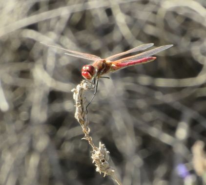Solerantonio2 en Hamelin: Fauna  (Almería), Libelula