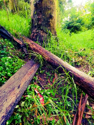 Rou Shot '96 en Hamelin: Flora  (Zipaquirá), #roushot1996 #🌳 #naturaleza #natural #green #verde #verdes #mundo #mundoverde #planeta #planetaverde #greenwo...