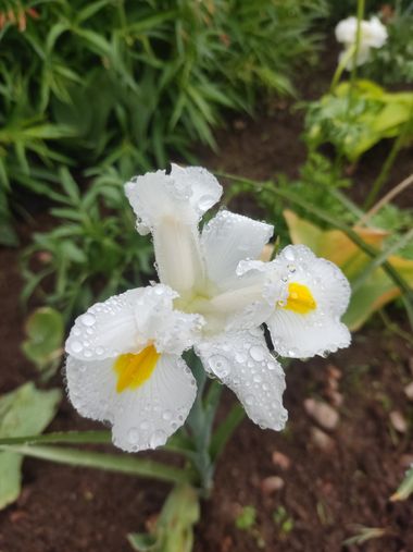 Angelambelly en Hamelin: Flora  (Gerona), #flower #gotasdelluvia #blanca 
