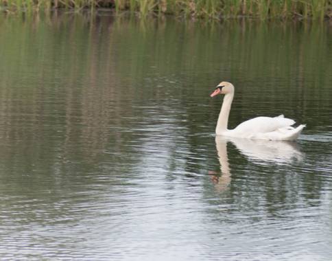 engraciaposada en Hamelin: Fauna, Cygnus olor (Gmelin, 1789), #cisnes 