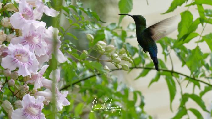 Liliane.chinyavong en Hamelin: Fauna  (Saint-Joseph), #Aves21