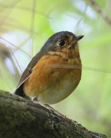 jhonathanmiranda1 en Hamelin: Fauna  (Tovar), Grallaricula nana olivascens Hellmayr, 1917, #Aves21 Curioso Ponchito Enano observandome mientras trabajo

#A...
